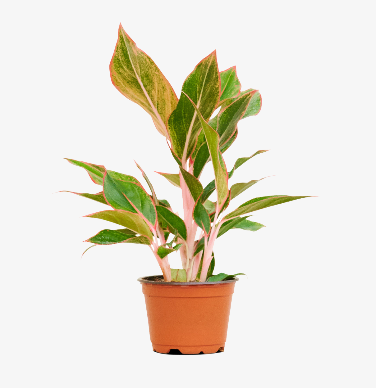 Red Chinese Evergreen