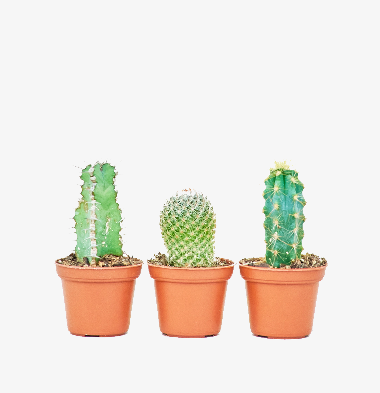 Baby Cactus Box